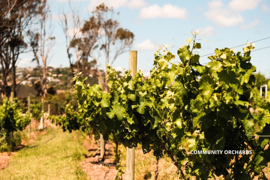 3 Bedroom Property for Sale in Welbedacht Western Cape